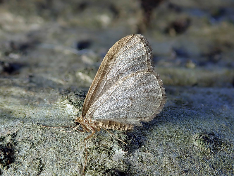 Geometridae: Operophtera